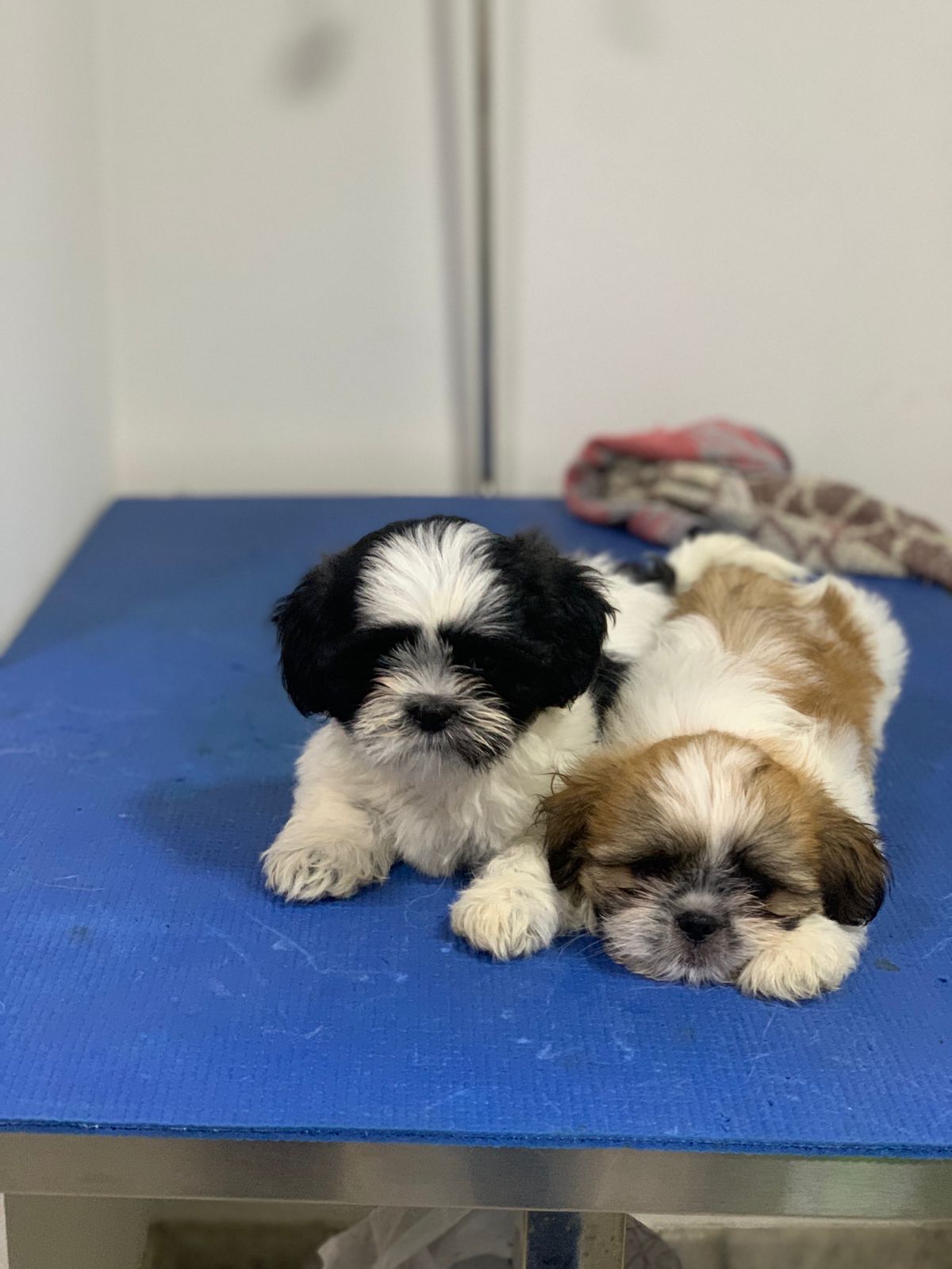 Filhotes na clínica